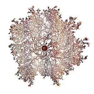 Dishes: Macro Photograph: Patterns of Paenibacillus bacteria