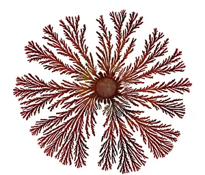 Splitting: Macro Photograph: Patterns of Paenibacillus bacteria