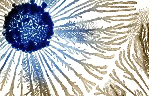 Splitting: Macro Photograph: Patterns of Paenibacillus bacteria