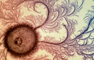 Dishes: Macro Photograph: Patterns of Paenibacillus bacteria