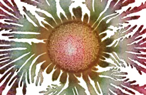 Splitting: Macro Photograph: Patterns of Paenibacillus bacteria