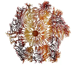Dishes: Macro Photograph: Patterns of Paenibacillus bacteria