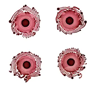 Dishes: Macro Photograph: Patterns of Paenibacillus bacteria