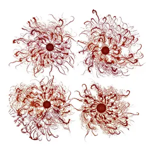 Dishes: Macro Photograph: Patterns of Paenibacillus bacteria
