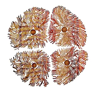 Dishes: Macro Photograph: Patterns of Paenibacillus bacteria