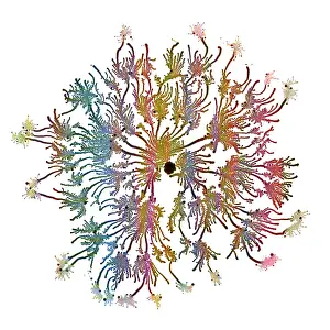 Laboratory: Macro Photograph: Patterns of Paenibacillus bacteria