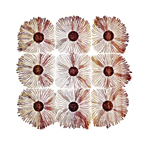 Splitting: Macro Photograph: Patterns of Paenibacillus bacteria
