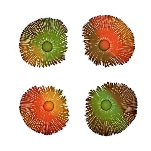 Splitting: Macro Photograph: Patterns of Paenibacillus bacteria