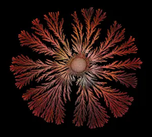 Splitting: Macro Photograph: Patterns of Paenibacillus bacteria