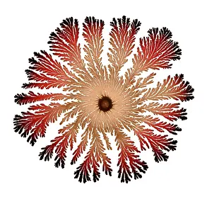 Splitting: Macro Photograph: Patterns of Paenibacillus bacteria