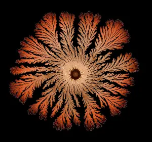 Splitting: Macro Photograph: Patterns of Paenibacillus bacteria