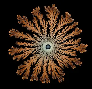 Splitting: Macro Photograph: Patterns of Paenibacillus bacteria