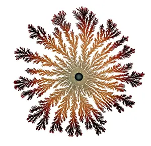 Splitting: Macro Photograph: Patterns of Paenibacillus bacteria
