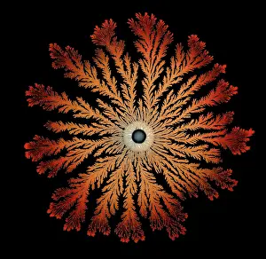 Splitting: Macro Photograph: Patterns of Paenibacillus bacteria