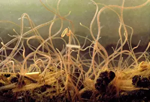 Sludge: Macro-photograph: Sludge Worm