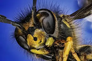 Isolated: Macro photograph of a wasp with detailed facial features on a blue background