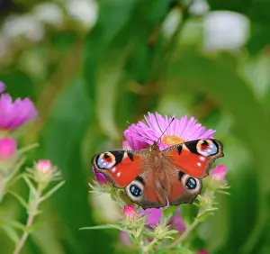 Peacock: Macro of a pinted lady butterfly on a pink aster flower
