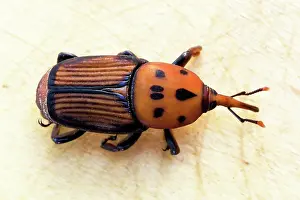 Weevil: Macro, red palm weevil (Rhynchophorus ferrugineus)