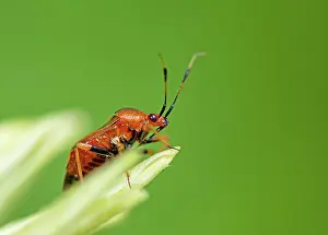Soldier: Macro of a Red Soldier Beetle (Rhagonycha fulva)