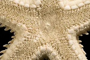 Backs: Macro shot with light brown starfish in black back
