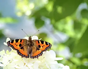 Brush: Macro of a small tortoiseshell butterfly