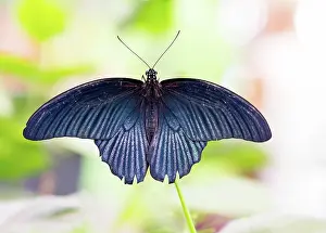 Swallowtail: Macro of a tropical Great Mormon (Papilio Memnon) butterfly