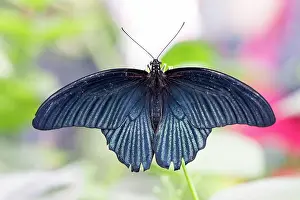 Swallowtail: Macro of a tropical Great Mormon (Papilio Memnon) butterfly