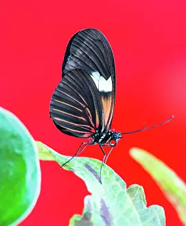 Brush: Macro of a Tropical Passion-vine butterfly