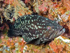 Grouper: Macronese grouper (Mycteroperca fusca). Dive site