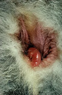 Macropod: Macropod reproduction (Macropus sp.) newborn entering
