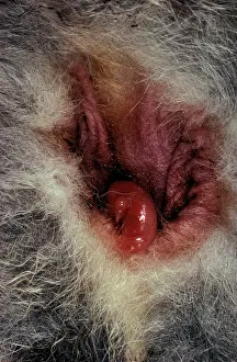 Pouches: Macropod reproduction - newborn entering the pouch