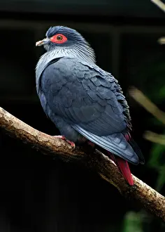 Madagascariensis: Madagascan Blue Pigeon
