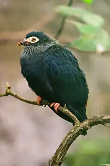 Pigeons: Madagascan blue pigeon, perched on branch, captive