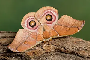 Silkmoth: Madagascan Bulls Eye Silkmoth
