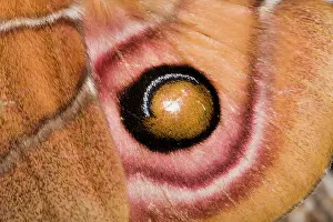 Silkmoth: Madagascan Bulls Eye Silkmoth