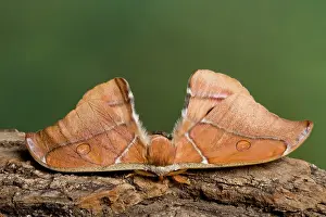 Silkmoth: Madagascan Bulls Eye Silkmoth