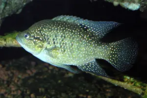Cichlids: Madagascan Cichlid