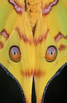 Comet: Madagascan Moon Moth / Comet Moth - detail of the wings
