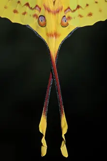 Comet: Madagascan Moon Moth / Comet Moth - detail of the wings