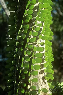 Alluaudia: Madagascan Ocotillo - Close up of trunk detail