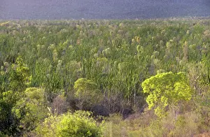 Alluaudia: Madagascan Ocotillo - forest - habitat