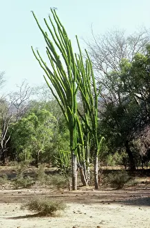 Alluaudia: Madagascan Ocotillo - mature