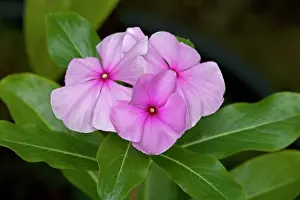 Periwinkle: Madagascan Periwinkle