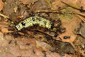 Attacks: Madagascan sunset moth (Chrysiridia rhipheus) caterpillar