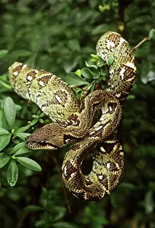 Madagascariensis: Madagascan Tree Boa