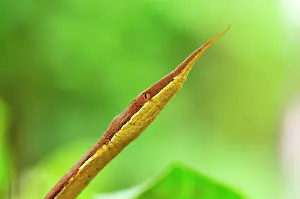 Langaha: Madagascan Twig-nosed Snake / Spear-nosed Snake - male