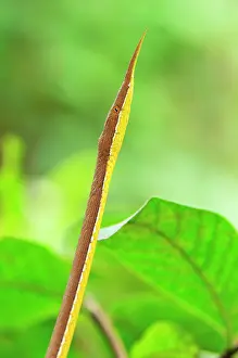 Langaha: Madagascan Twig-nosed Snake / Spear-nosed Snake - male