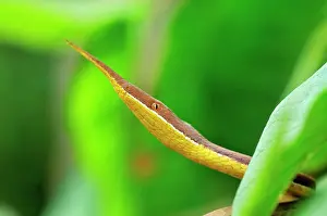 Langaha: Madagascan Twig-nosed Snake / Spear-nosed Snake - male