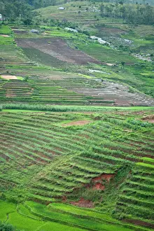 Terraced: Madagascar, Ambalavao, spectacular green