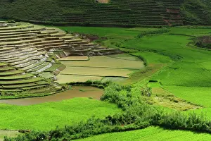 Terraced: Madagascar, Ambalavao, spectacular green
